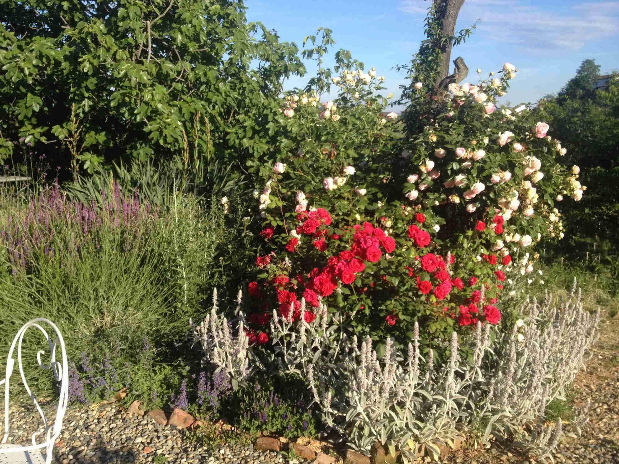 בית הארחה Vaglio Serra 	Casa Isabella מראה חיצוני תמונה